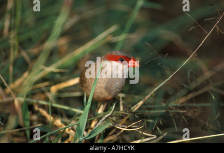Gemeinsamen Wellenastrild, Estrilda Astrild, Aberdare Nationalpark, Kenia Stockfoto