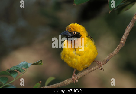 Speke Weber, Ploceus Spekei Aberdare Nationalpark, Kenia Stockfoto