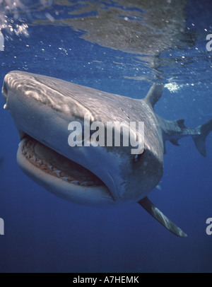 Tigerhai Galeocerdo cuvier Great Barrier Reef Queensland Australien Stockfoto