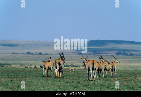 Eland, Tragelaphus Taurotragus Oryx, Masai Mara National Reserve, Kenia Stockfoto