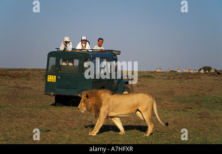 Touristen, die gerade ein Löwe Panthera Leo, Masai Mara National Reserve, Kenia Stockfoto