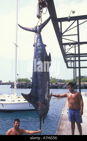 Blue Marlin (Makaira Nigricans) 549 Pfund angeschlossen, in der Nähe von Kona, Big Island, Hawaii Stockfoto