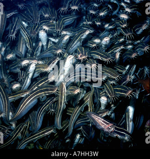 Pangasius (Plotosus lineatus), Schulbildung. Forster, New South Wales, Australien Stockfoto