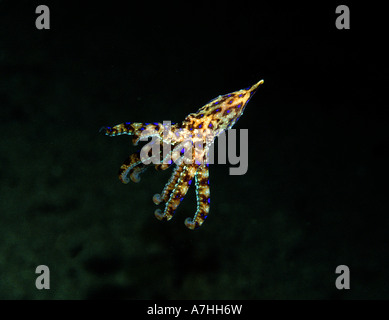 Blue ringed Octopus hapalochlaena maculosa juvenile edithburgh Yorke Peninsula south australia Stockfoto