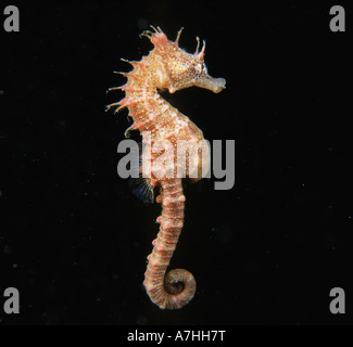 Kurzer Kopf Seepferdchen Hippocampus breviceps Schwimmen in pelagischen wolle Bucht auf der Yorke Peninsula south australia Stockfoto