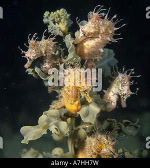 Kurzer Kopf Seepferdchen Hippocampus breviceps Gruppe auf Algen edithburgh Yorke Peninsula south australia Stockfoto