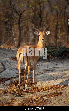 Impala, Aepyceros Melampus, Liwonde Nationalpark, Malawi Stockfoto