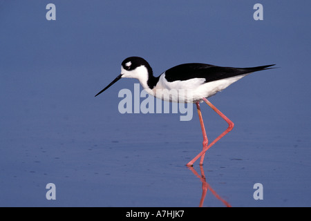 Schwarzhals-Stelzenläufer watet im Landesinneren Salton Meer von Südkalifornien. Stockfoto