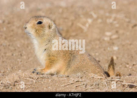 Schwarz-angebundene Präriehund Peers aus Graben gerade Mitmusiker für Raubtiere in Wichita National Wildlife Refuge, Oklahoma U Stockfoto