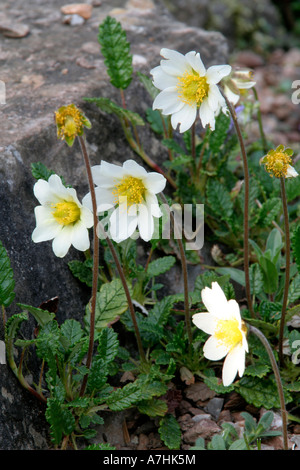 Dryas Octopetala Blüte im April Stockfoto