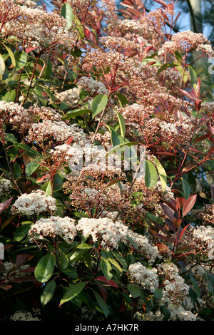 Photinia Red Robin ist immer gut mit den wärmeren Sommern blühen. Stockfoto