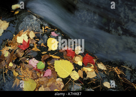 Nordamerika, uns, mich, einen Stream im Herbst. Stockfoto