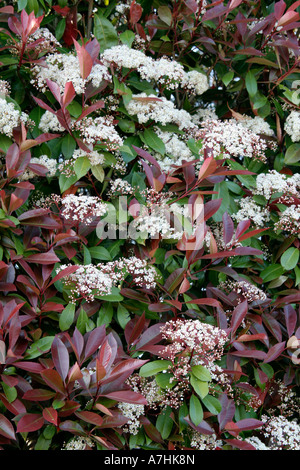 Photinia Red Robin ist immer gut mit den wärmeren Sommern blühen. Stockfoto