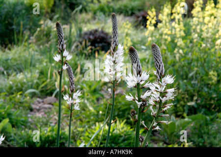 Asphodelius Albus und Thermopsis Lupinoides in den Steingarten in Holbrook Devon während Ende April Stockfoto