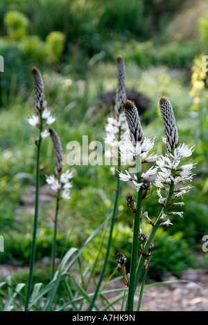 Asphodelius Albus und Thermopsis Lupinoides in den Steingarten in Holbrook Devon während Ende April Stockfoto