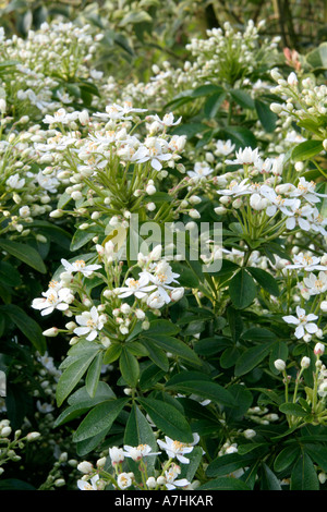 Choisya Ternata Blüte Ende April Stockfoto