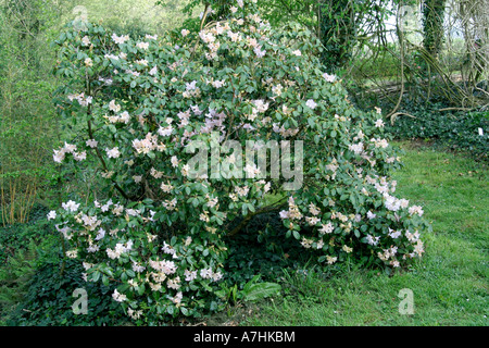 Rhododendron Alison Johnstone Stockfoto