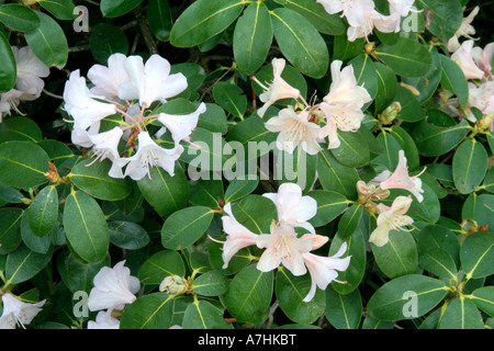 Rhododendron Alison Johnstone Stockfoto