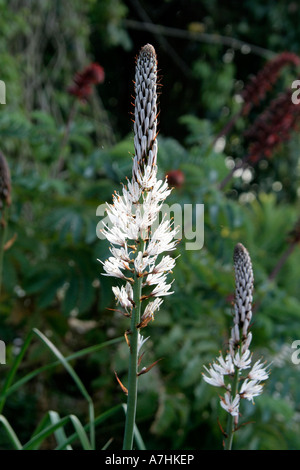 Asphodelius Albus in den Steingarten in Holbrook Devon während Ende April Stockfoto