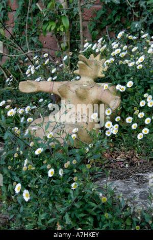 Erigeron Karvinskianus AGM in Holbrook Garten DEvon Stockfoto