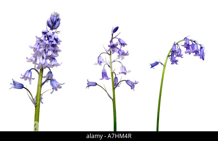 HYBRID-BLUEBELL Hybridisierung Sequenz zwischen britischen und spanischen Glockenblumen Stockfoto