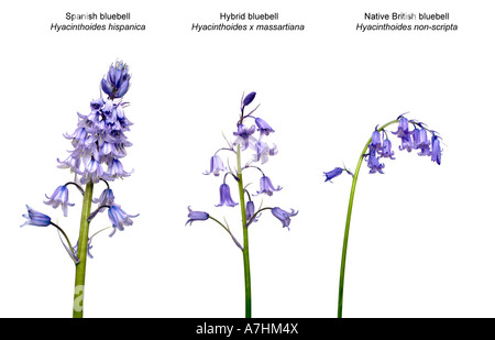 HYBRID-BLUEBELL Hybridisierung Sequenz zwischen britischen und spanischen Glockenblumen Stockfoto