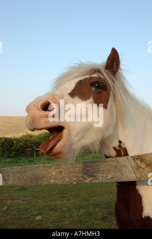 Husten Pferd im Feld in Abbotsbury Dorset U.K Stockfoto