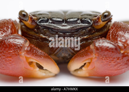 Rote Krabbe, roten Krallen Krabbe, Mangroven Krabben Stockfoto