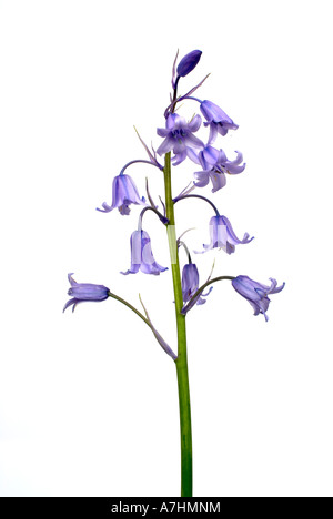 Hybrid Bluebell Hyacinthoides x variabilis Stockfoto