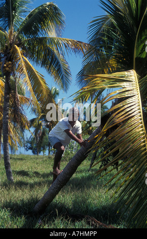Junge Klettern in einer Palme, Ile Aux Cocos, Rodrigues Stockfoto