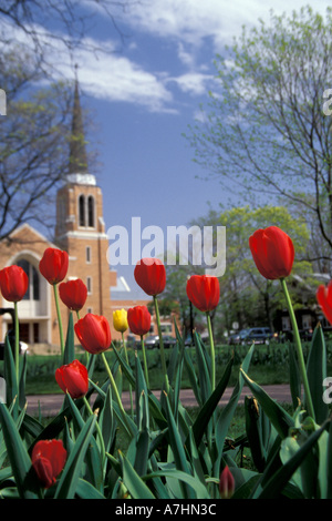 NA, USA, Michigan, Ottawa County, Holland, Centennial Park, rote Tulpen Vordergrund, christliche reformierte Kirche im Hintergrund Stockfoto