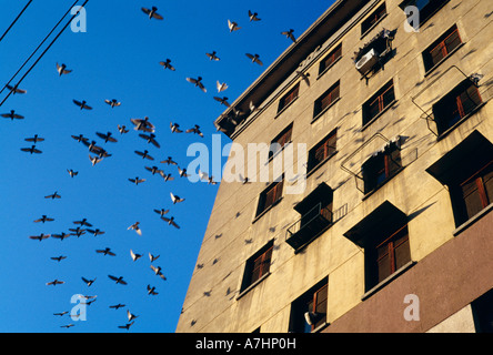 Tauben fliegen vorbei an einem städtischen Gebäude in China Stockfoto