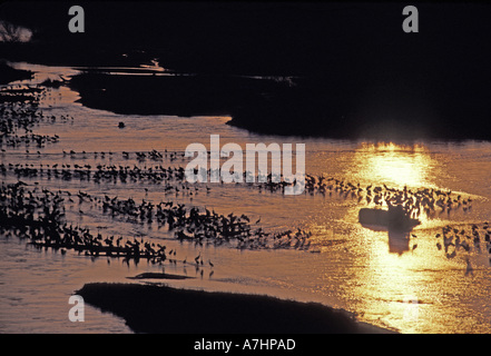 Kraniche (Grus Canadensis) Platte River, NE Stockfoto