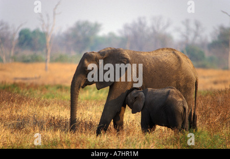 Afrikanischer Elefant mit jungen Spanferkel Loxodonta Africana South Luangwa Nationalpark Sambia Stockfoto