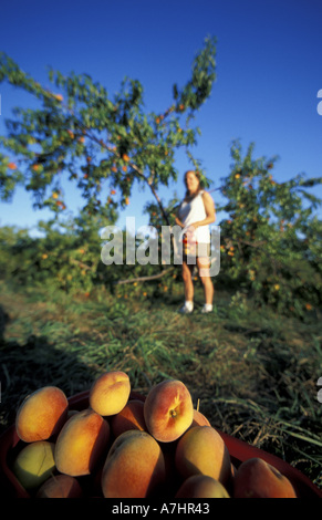 Nordamerika, USA, NH, Kommissionierung Pfirsiche im J und F-Farm. (MR) Stockfoto