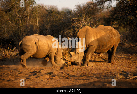 Weißes Nashorn kämpfenden Ceratotherium Simum Hlane Royal National Park-Swaziland Stockfoto