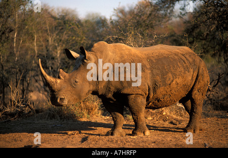 Weißes Nashorn Ceratotherium Simum Hlane Royal National Park-Swaziland Stockfoto