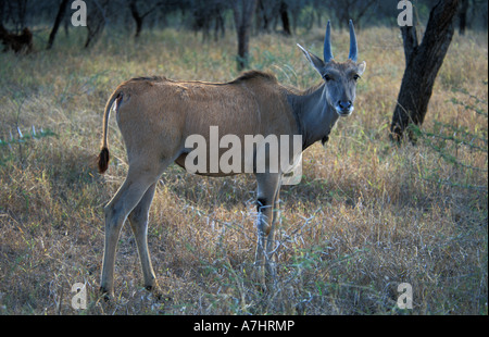 junge gemeinsame Eland Tragelaphus Oryx Mkhaya Game Reserve Swasiland Stockfoto