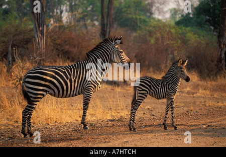 Burchell Zebra mit jungen Crawshay Rennen Equus Burchellii Crawshayi South Luangwa Nationalpark Sambia Stockfoto