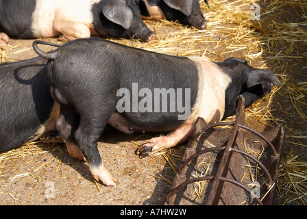 Pigged heraus! Es ist alles zu viel gewesen und dieser Sattel zurück Schwein hat nur zur Rast. Stockfoto