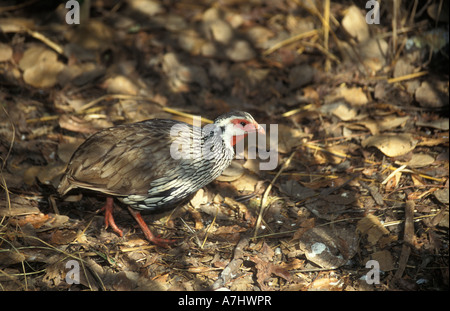 Red-necked Spurfowl Pternistes Afer Simbabwe Stockfoto