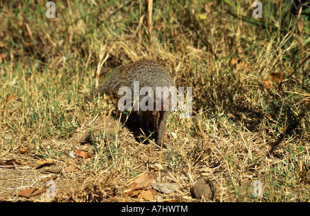 Zebramangusten Mungos Mungo Zambezi Nationalpark Victoriafälle Simbabwe Stockfoto