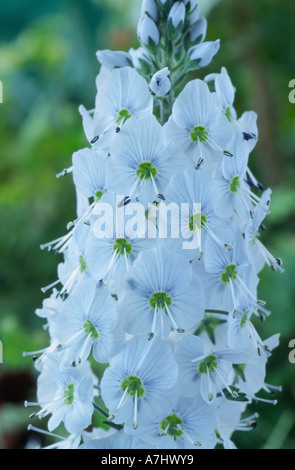 Veronica Gentianoides 'Tissington White'-Ehrenpreis. Stockfoto