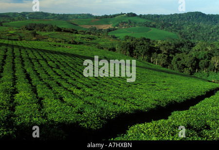 Tee-Plantage in der Nähe von Fort Portal Uganda Stockfoto