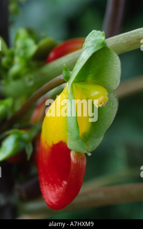 Impatiens niamniamensis. (Balsam, beschäftigt Lizzie.Congo Kakadu, Papagei Impatiens oder Papageienpflanze ) Stockfoto