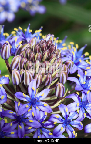 Peruanische Lilie Scilla peruviana Stockfoto