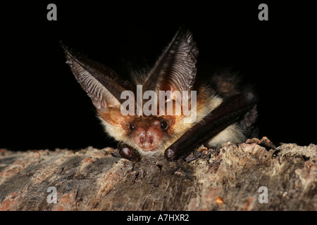 Braune Langohrfledermaus (Plecotus auritus), die während einer