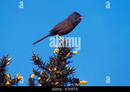 Dartford Warbler singen Stockfoto