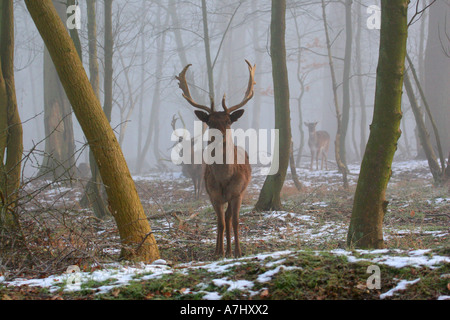 Damhirsch im winter Stockfoto