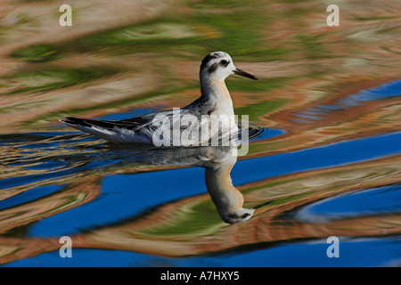 Graues Phalarope Stockfoto